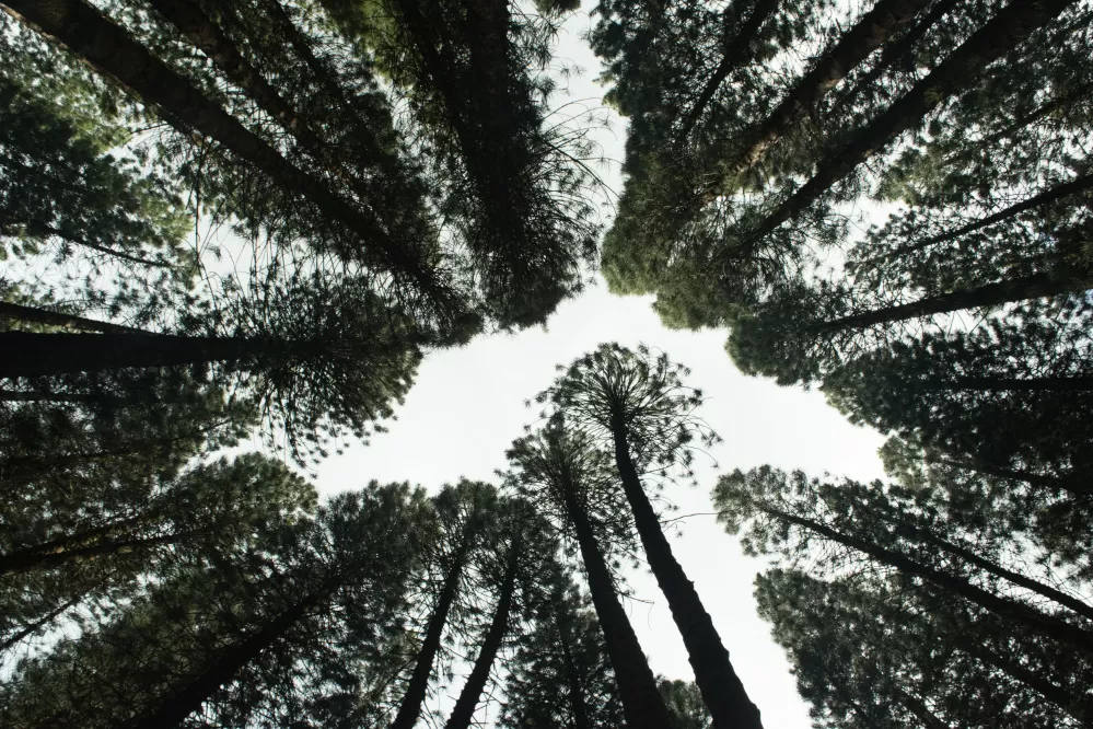 Photo of trees and sky