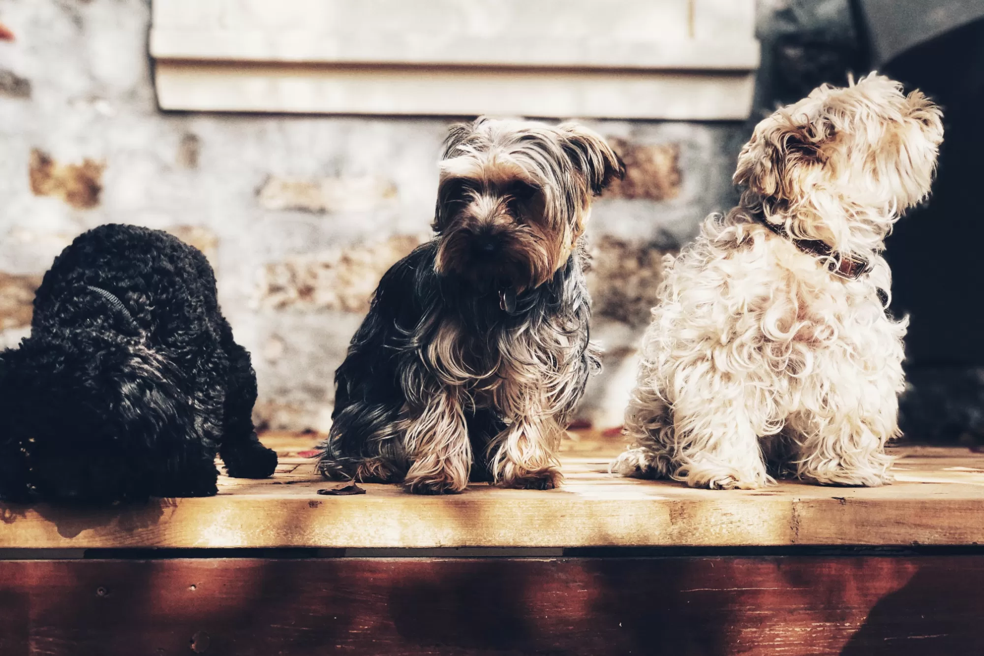 Photo of three small dogs on a table